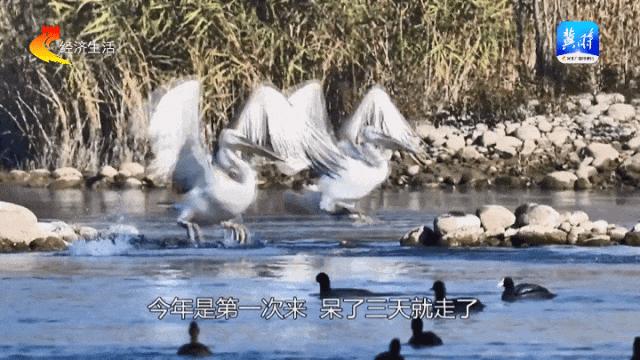 DƬ